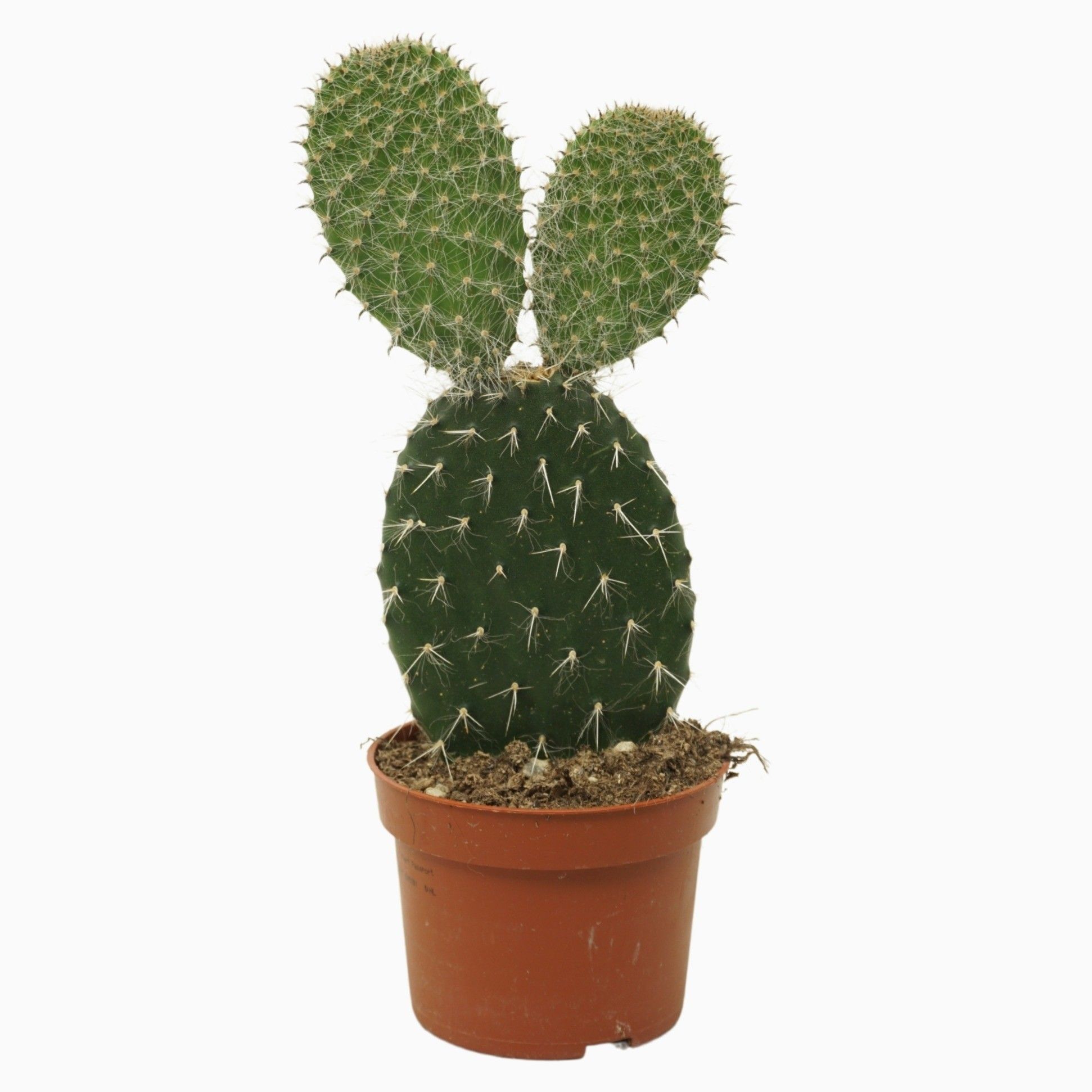Opuntia pylana 10,5 cm, D 10,5