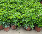 Счеффлера 25 40