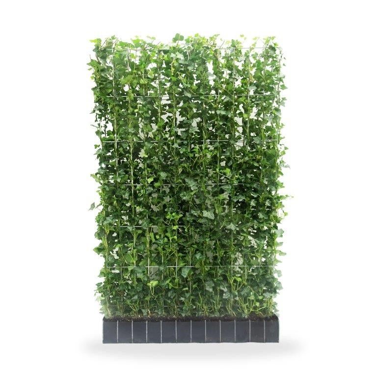 Hedera Hibernica kant en klaar haag 120B - 180H, C35, D 120