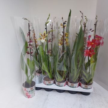 Cambria mix 1 tak, D 12