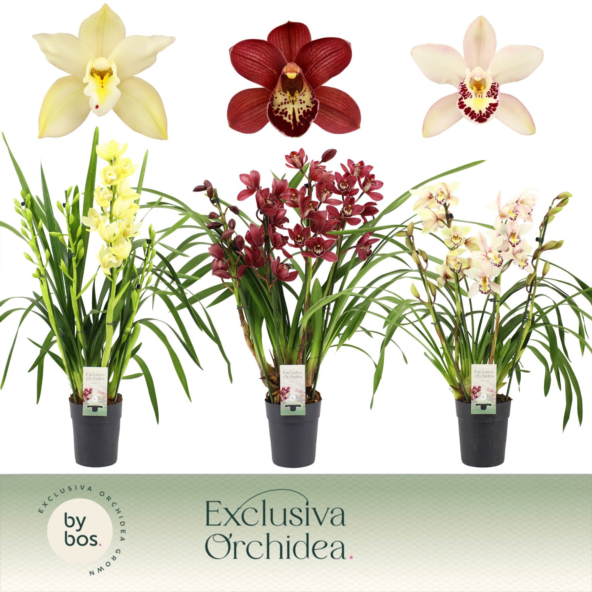 Cymbidium, Mix 4-spike P14 'Exclusiva Orchidea', D 14 cm