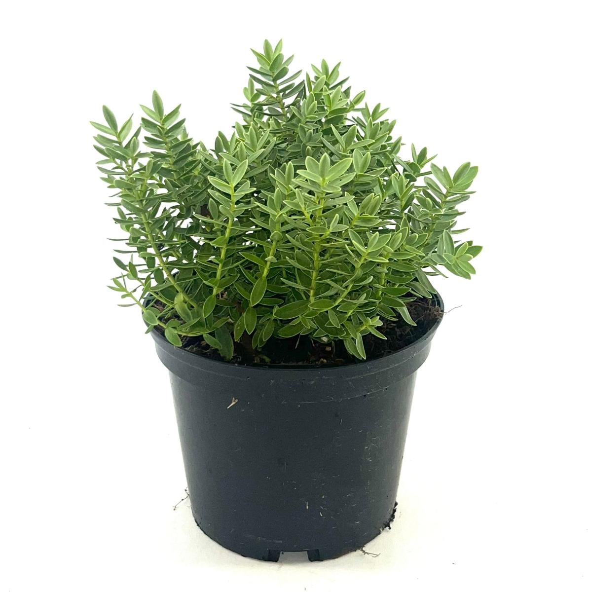 Hebe 'Red Edge', D 17 cm