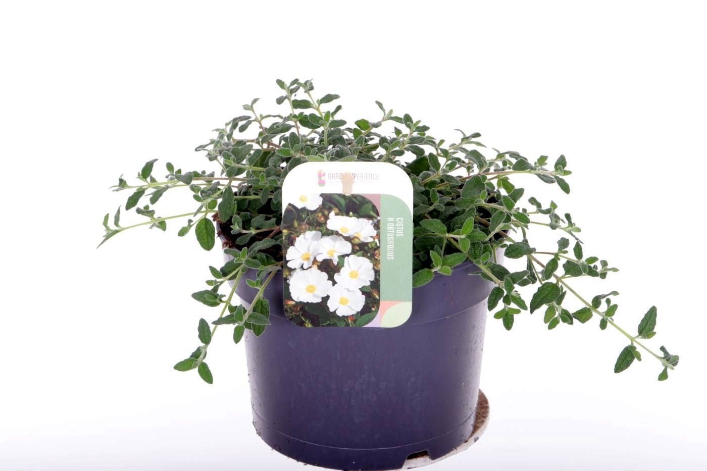 Cistus obtusifolius, D 17 cm