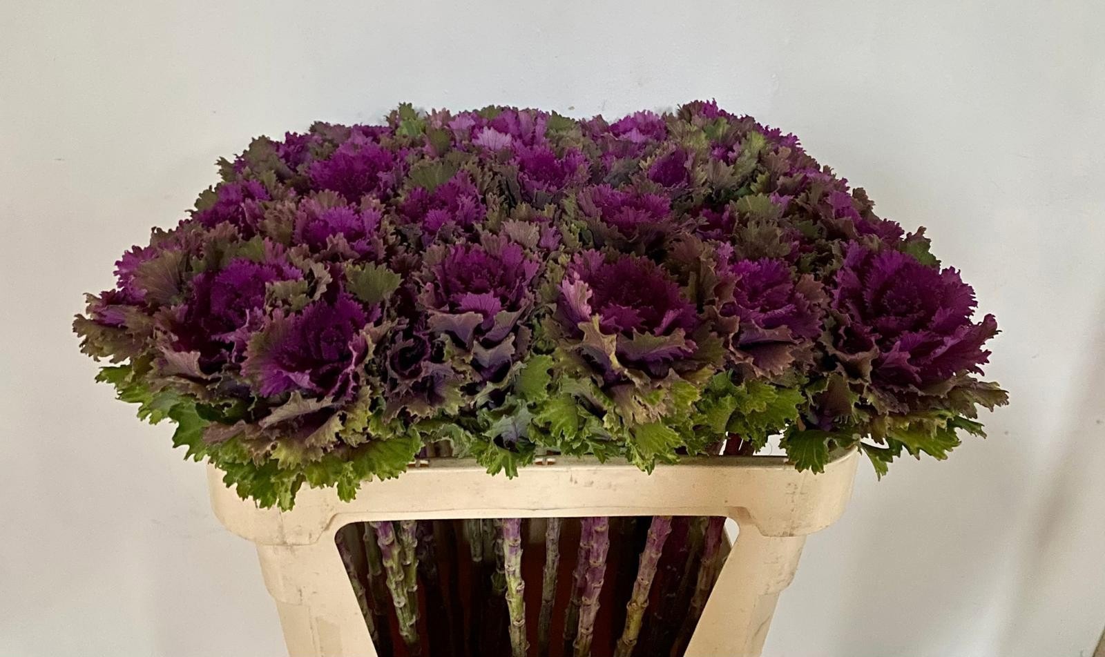 Брассика Альтаир 70, шт.