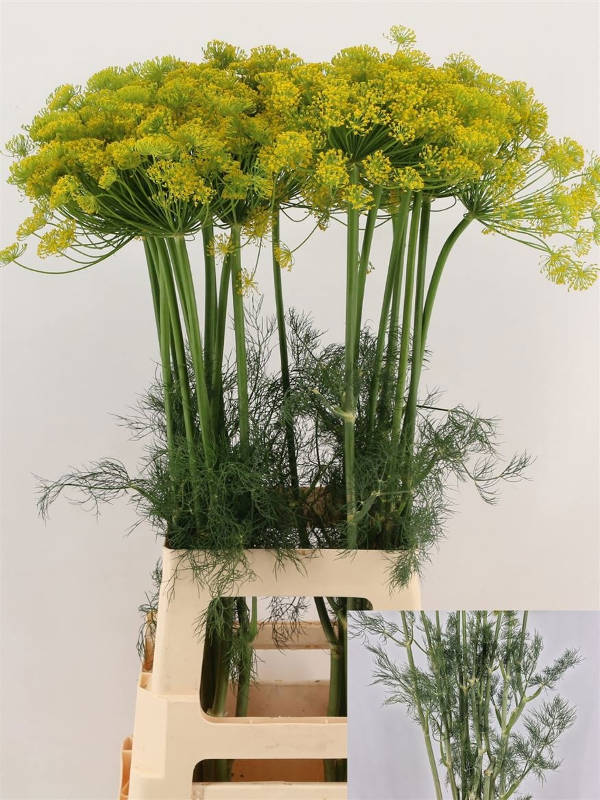 Анетум Гравеоленс 80 (желт.), шт.