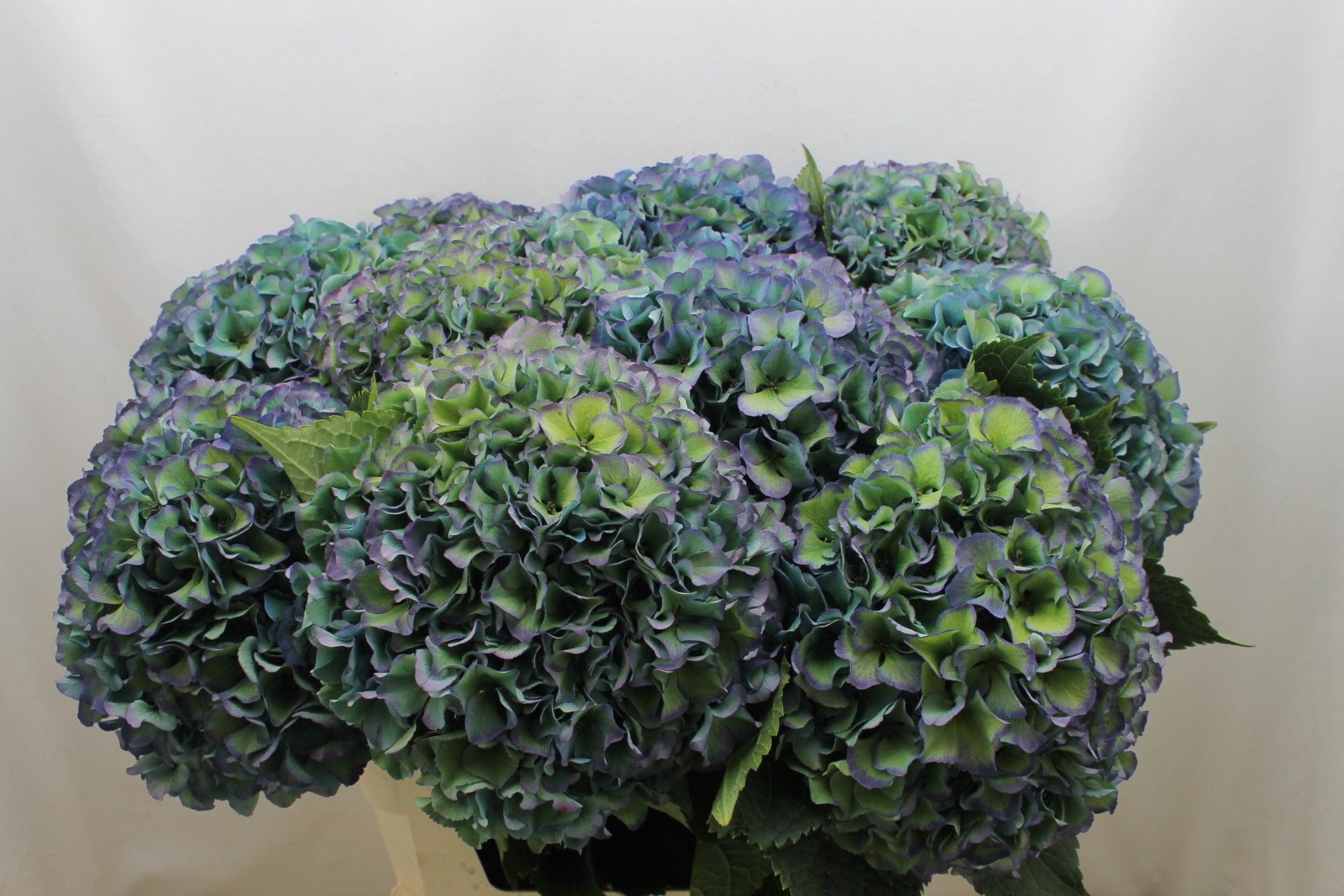 Гортензия Роял Парад Классик 80, шт.