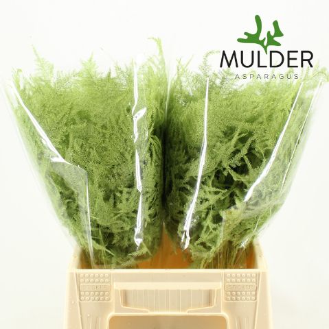 Аспарагус Овериг Крашеный (краш. ) 45, шт.