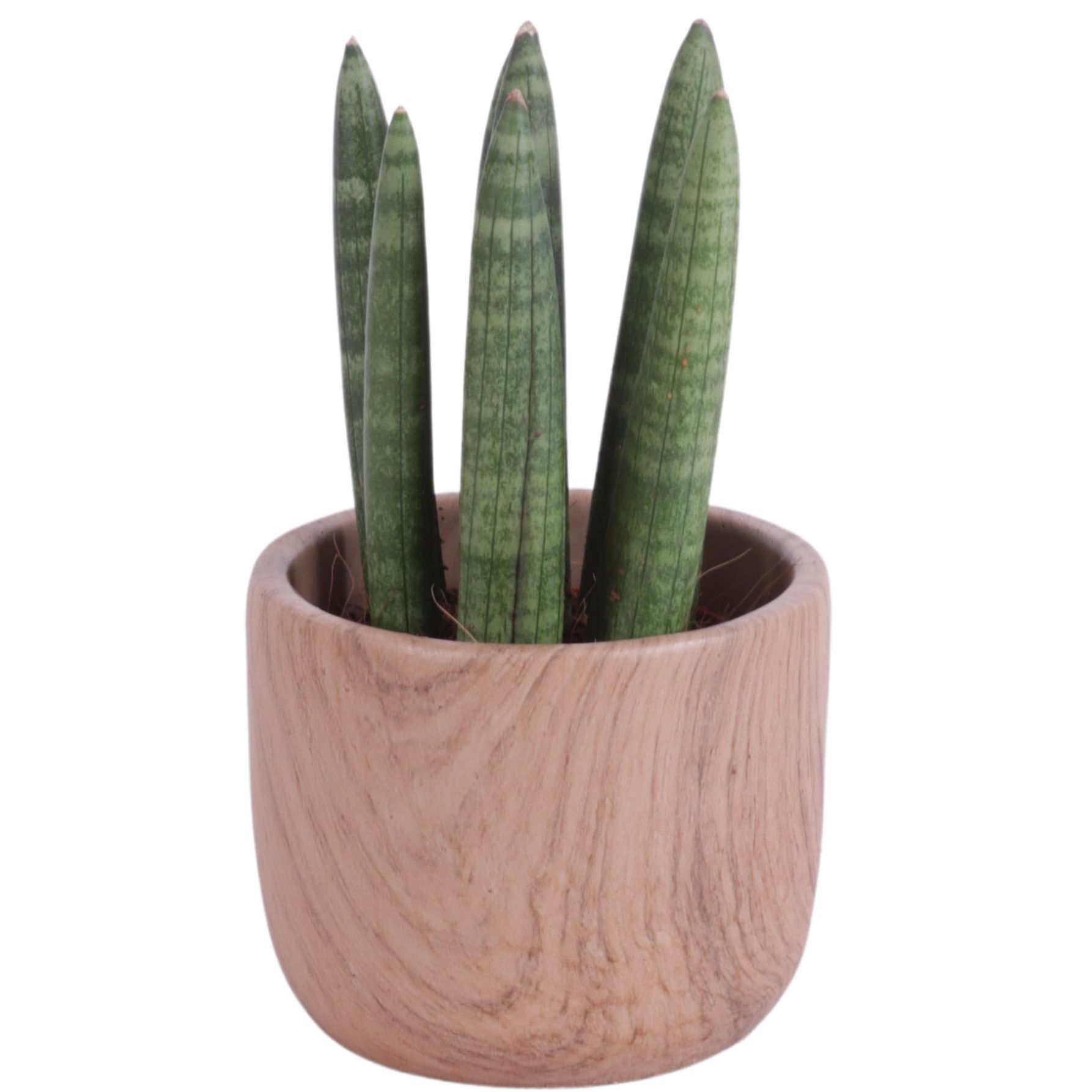 Sansevieria Cylindrica Straight 7 Leaf in Ø11cm Ceramic NT565, D 11