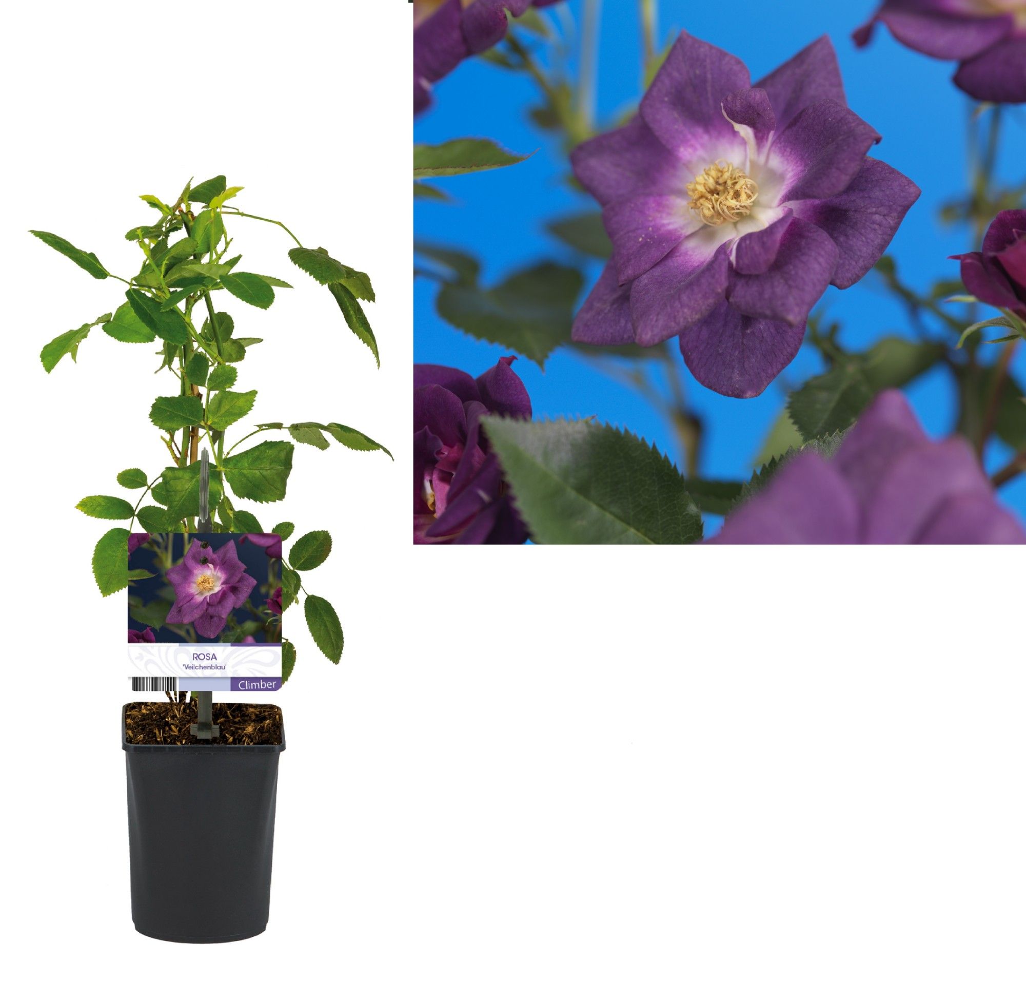 Rosa 'Veilchenblau' +light label, D 11