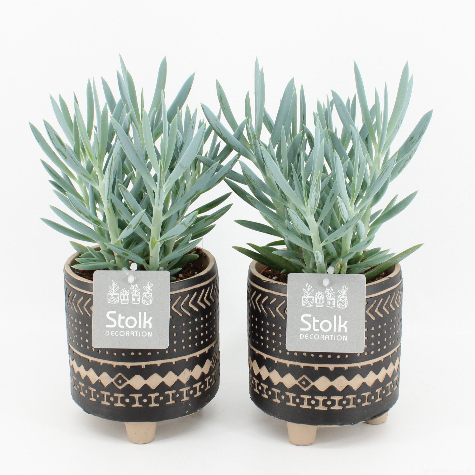 Senecio Curio Ficoides Mount Everest in Maya pot, D 13