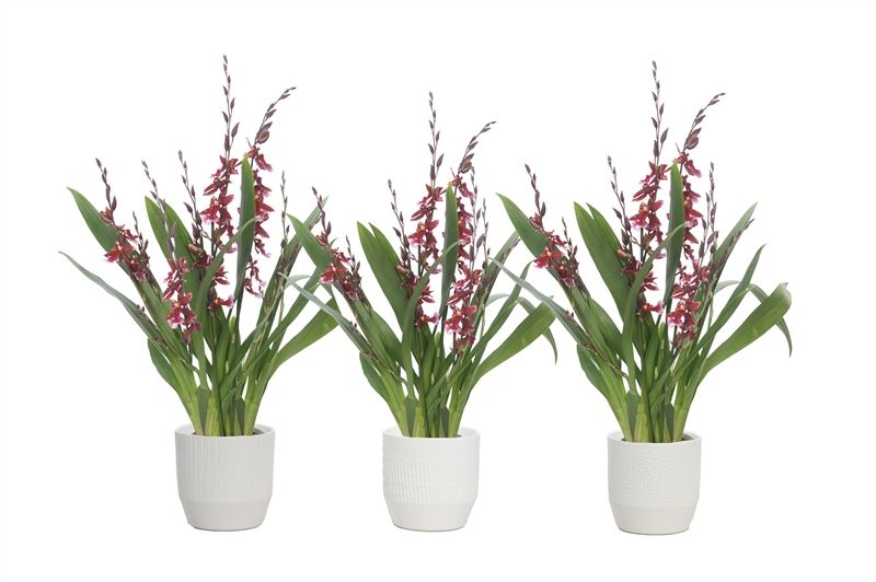 Tirza p12 vanille mix Cambria Barrocco Red 5-6T45+ regular, D 12 cm