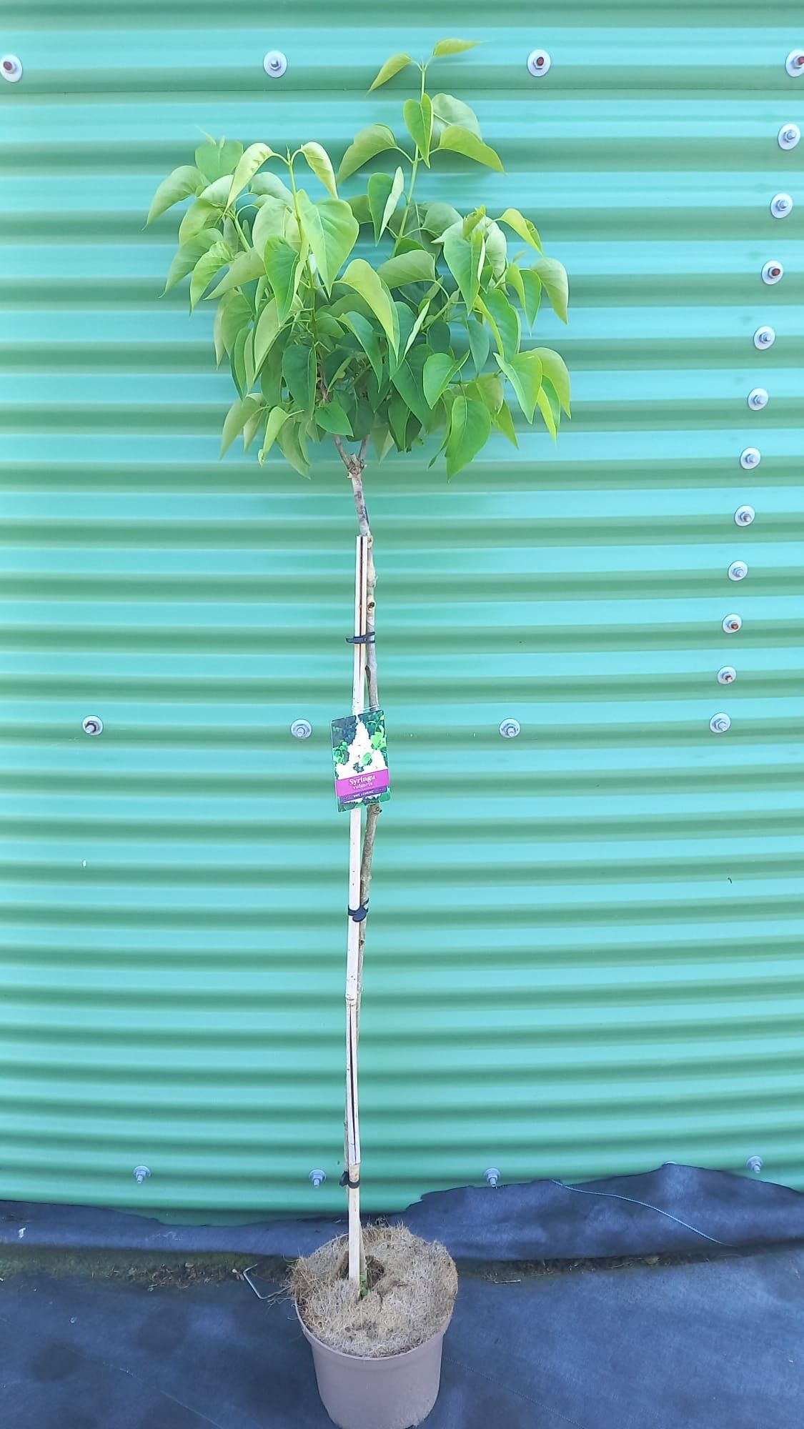 Syringa vulg. 'Mme Lemoine' -- stam 100 cm, D 23 cm