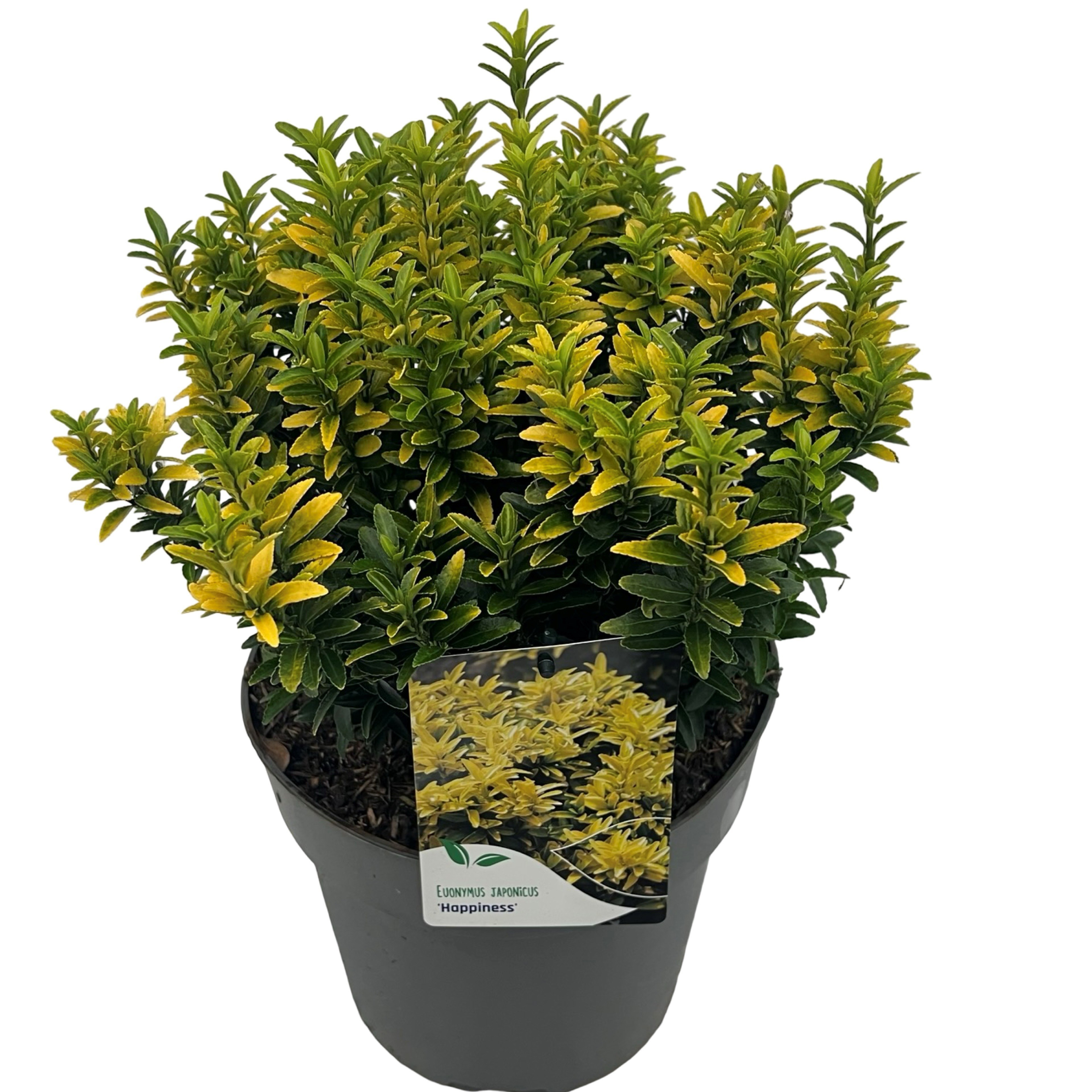 Euonymus jap. 'Happiness', D 23