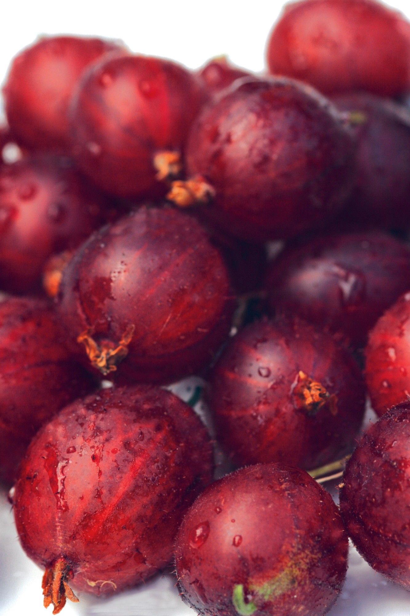 Ribes nidigrolaria 'Josta' +bee label, D 15