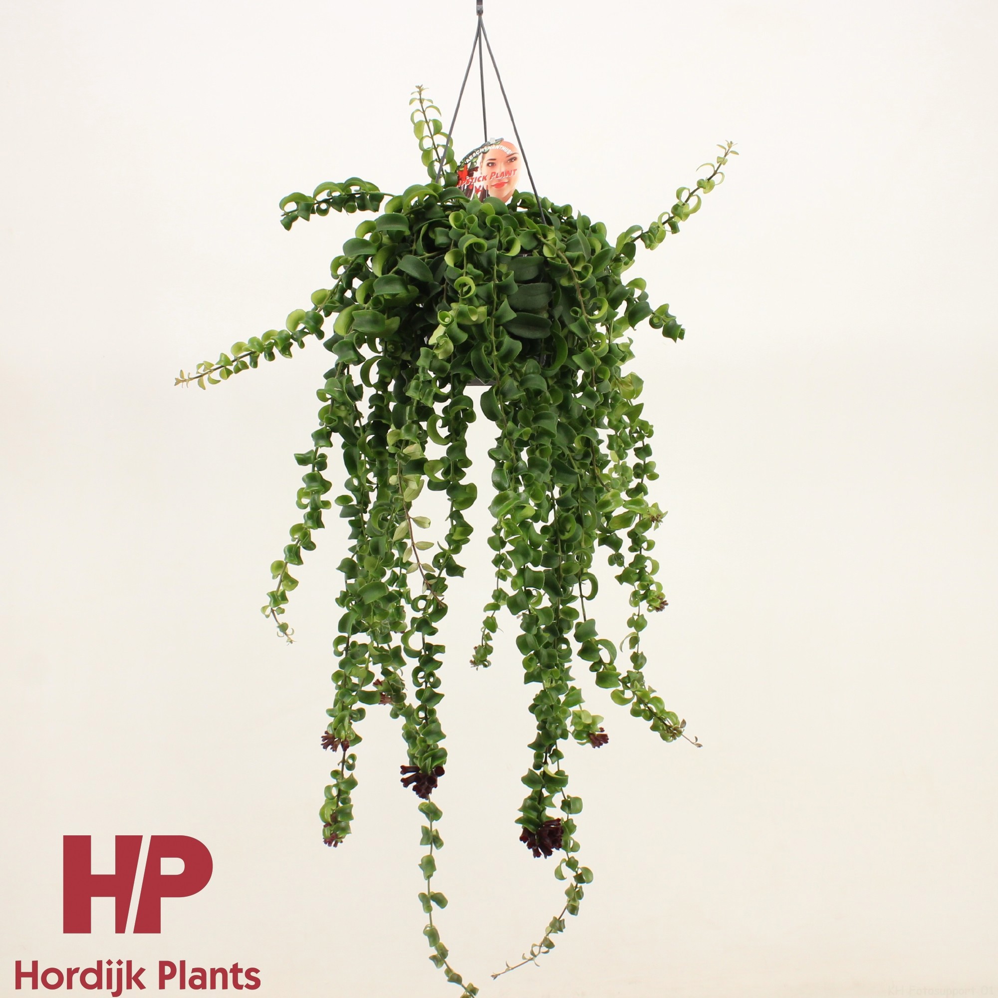 Aeschynanthus 'Bluster', D 15 cm