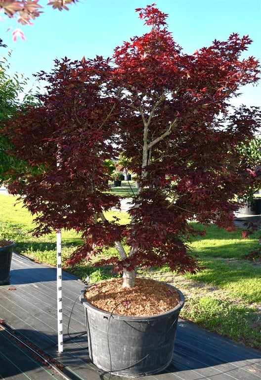 Acer pal. 'Fireglow', D 80