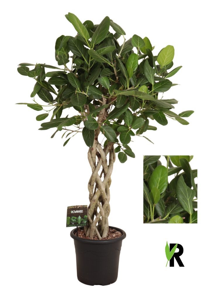 Ficus bengh. Audrey gevlochten cilinder, D 32 cm