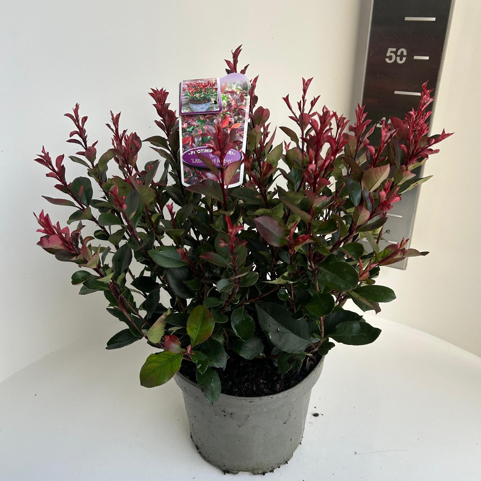 Photinia fras. Little Red Robin, D 23