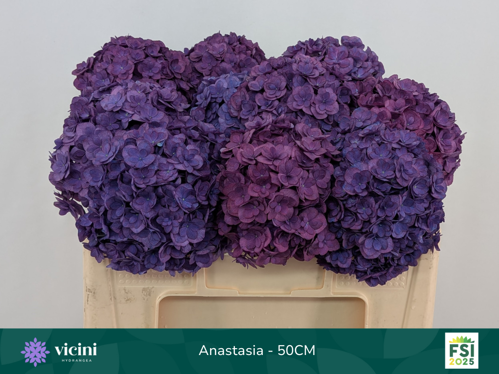 Гортензия Роял Анастасия Блю 50, шт.