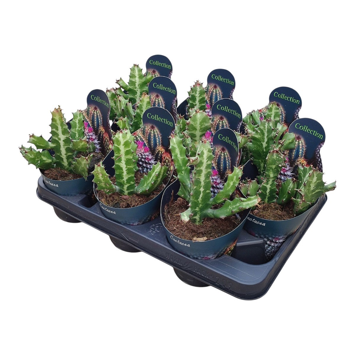 EUPHORBIA LACTEA PLATEAU 9 PZ Ø10,5COLLECTION WITH POTCOVER (SUCCULENTEN), D 10,5