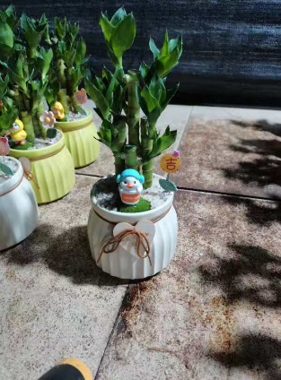 Драцена сандериана 10 Куте Даклингс 圆瓷盆 30