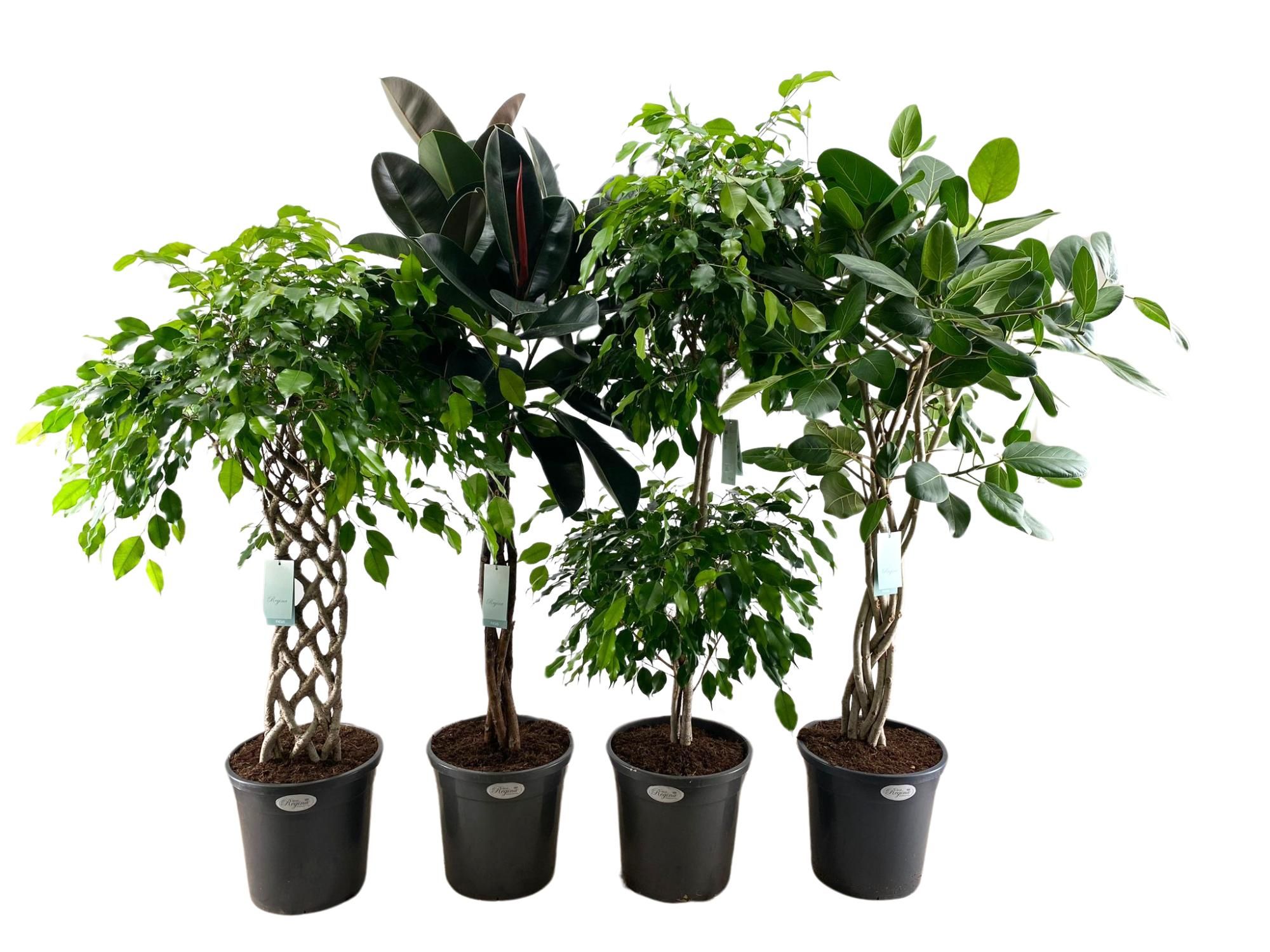 Ficus mix p31 (diverse soorten), D 31