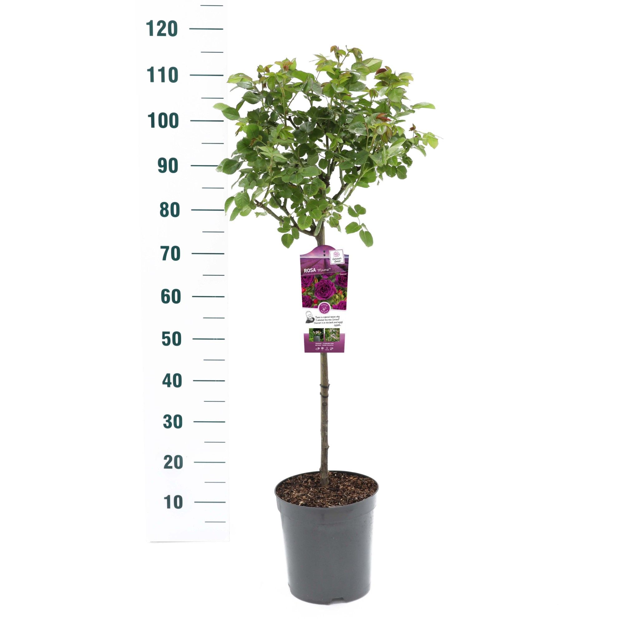 Rosa 'Minerva'- 60 Stam - Exclusive Collection, D 24 cm Rosa 'Minerva'- 60 Stam - Exclusive Collection, D 24 cm