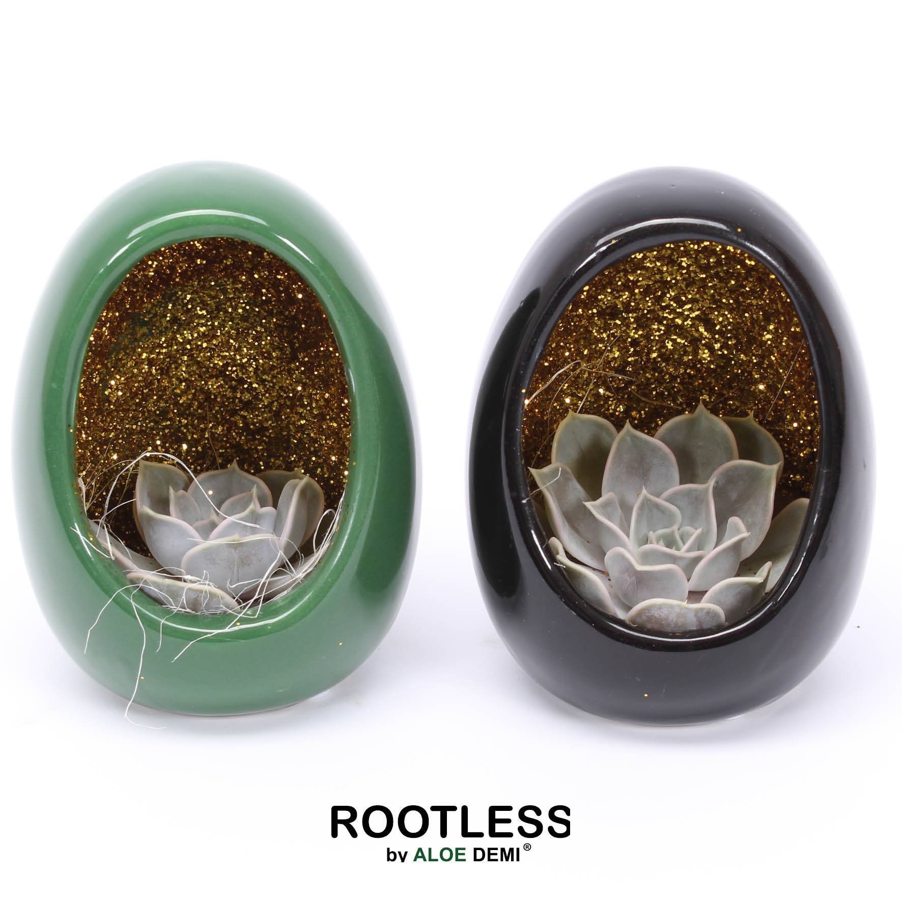ROOTLESS Echeveria, Egg Black Green Glitter, D 10
