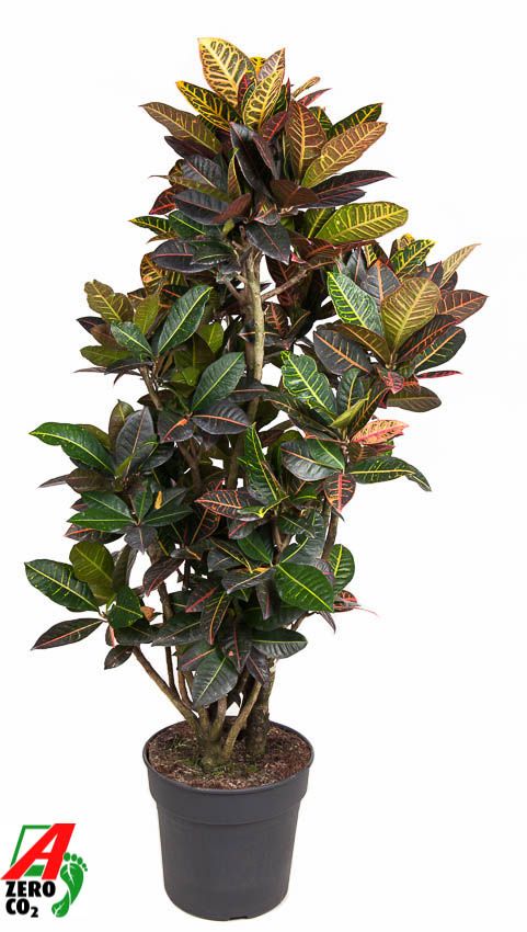 Codiaeum Petra vertakt P34-160, D 34