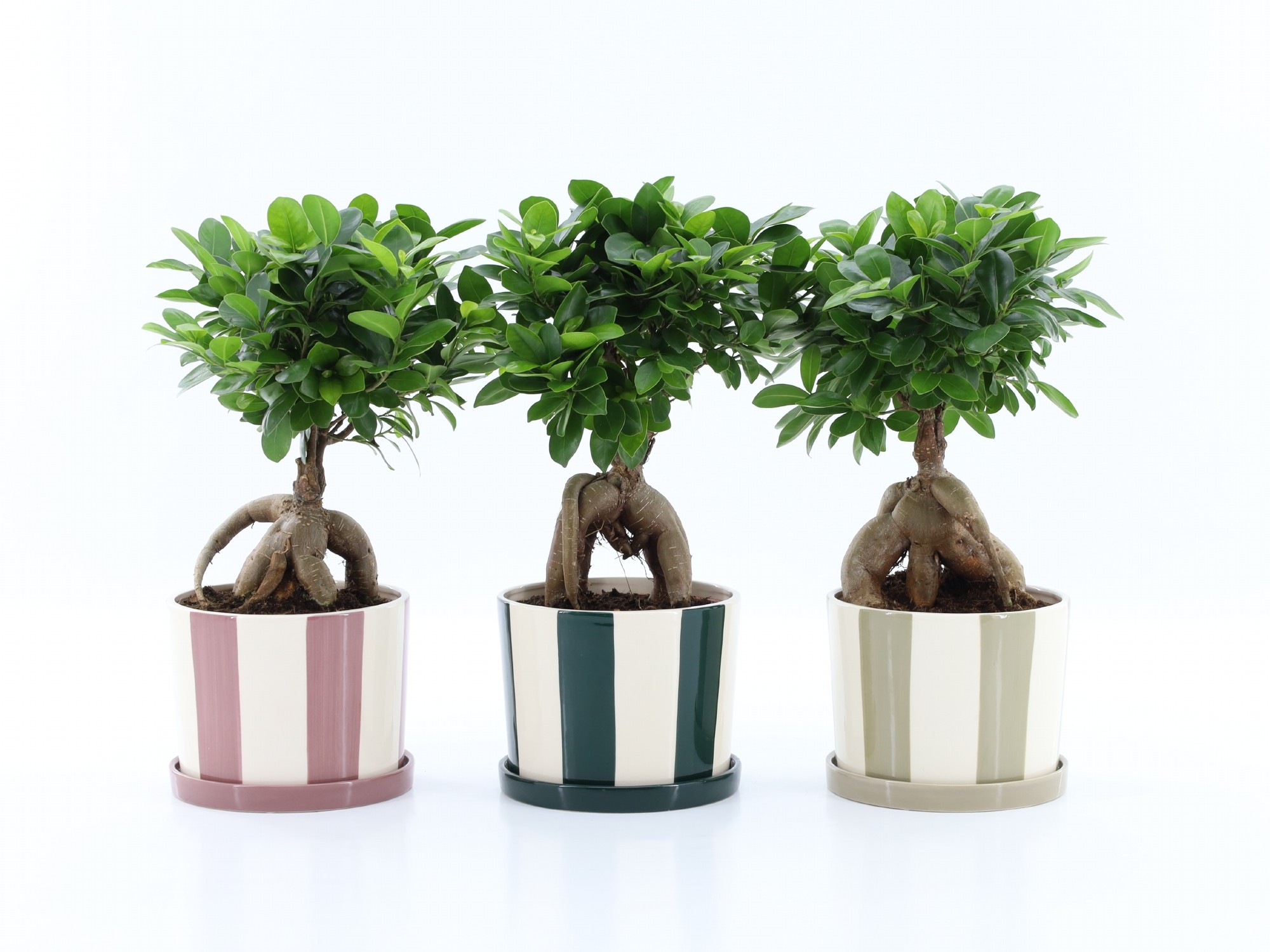 Ficus Ginseng in Montmartre keramiek, D 19