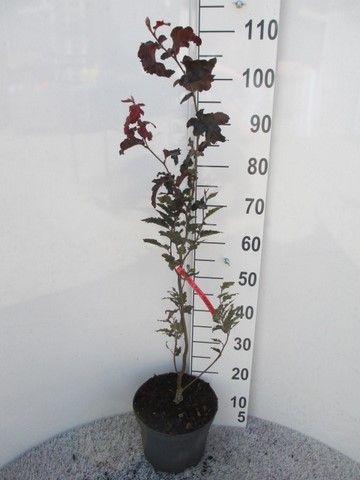 Fagus sylv. Rohan Obelisk 60-80 P23, D 23 cm