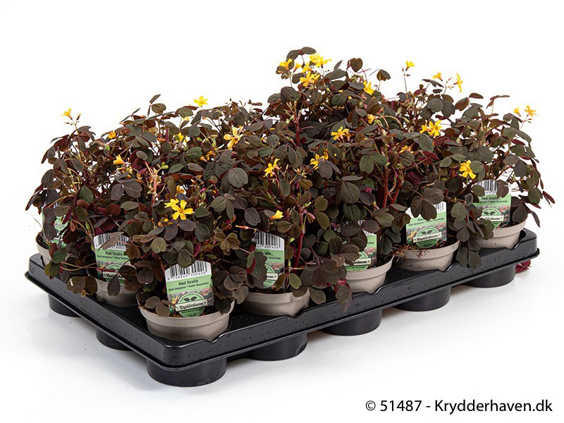 OXALIS VULCANICOLA, D 10 cm