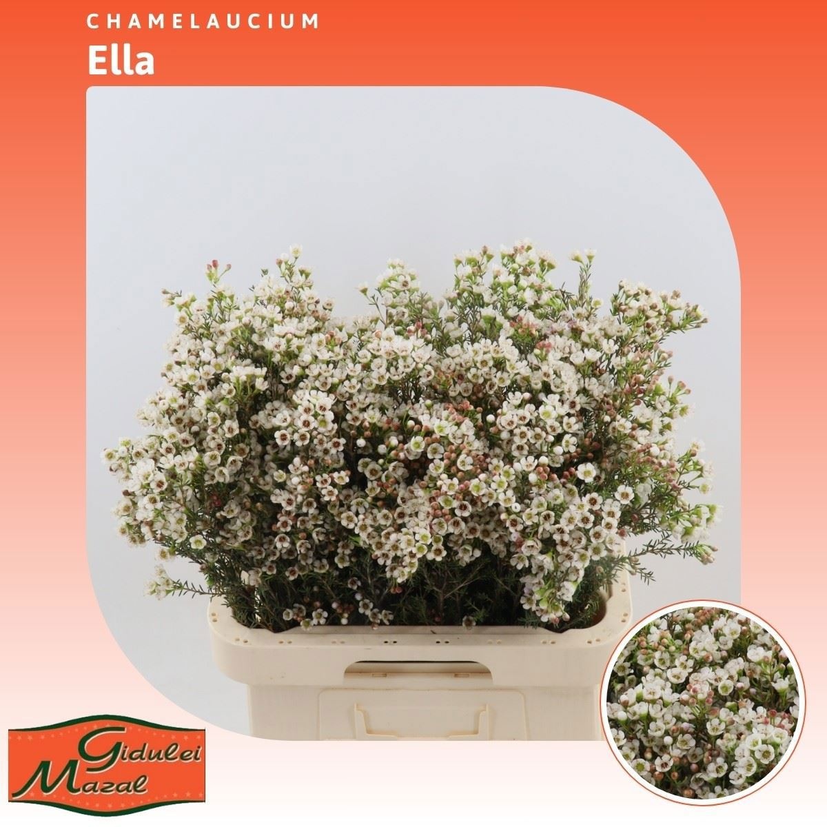 Шамелациум Элла 70, шт.