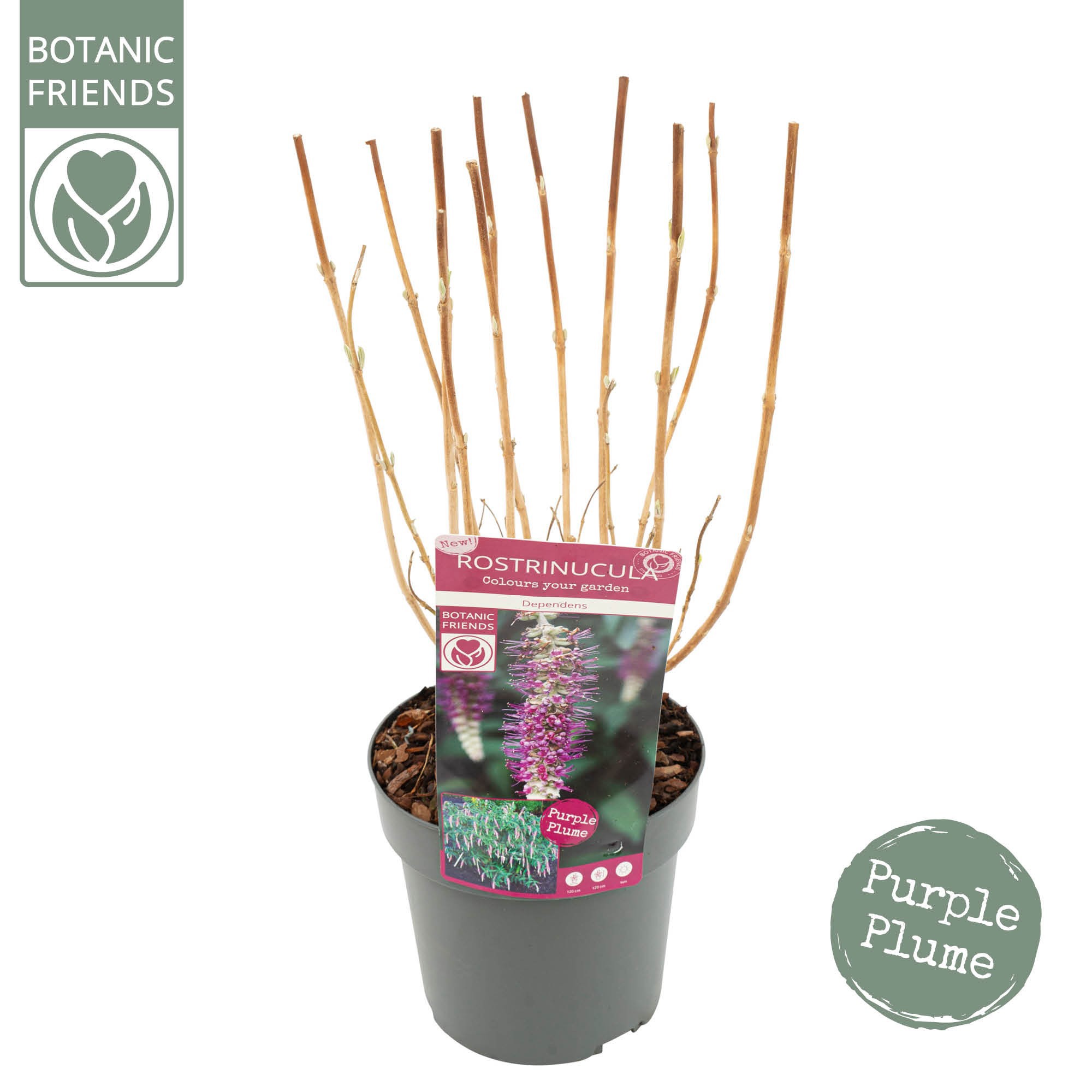 Rostrinucula Dependens, D 19