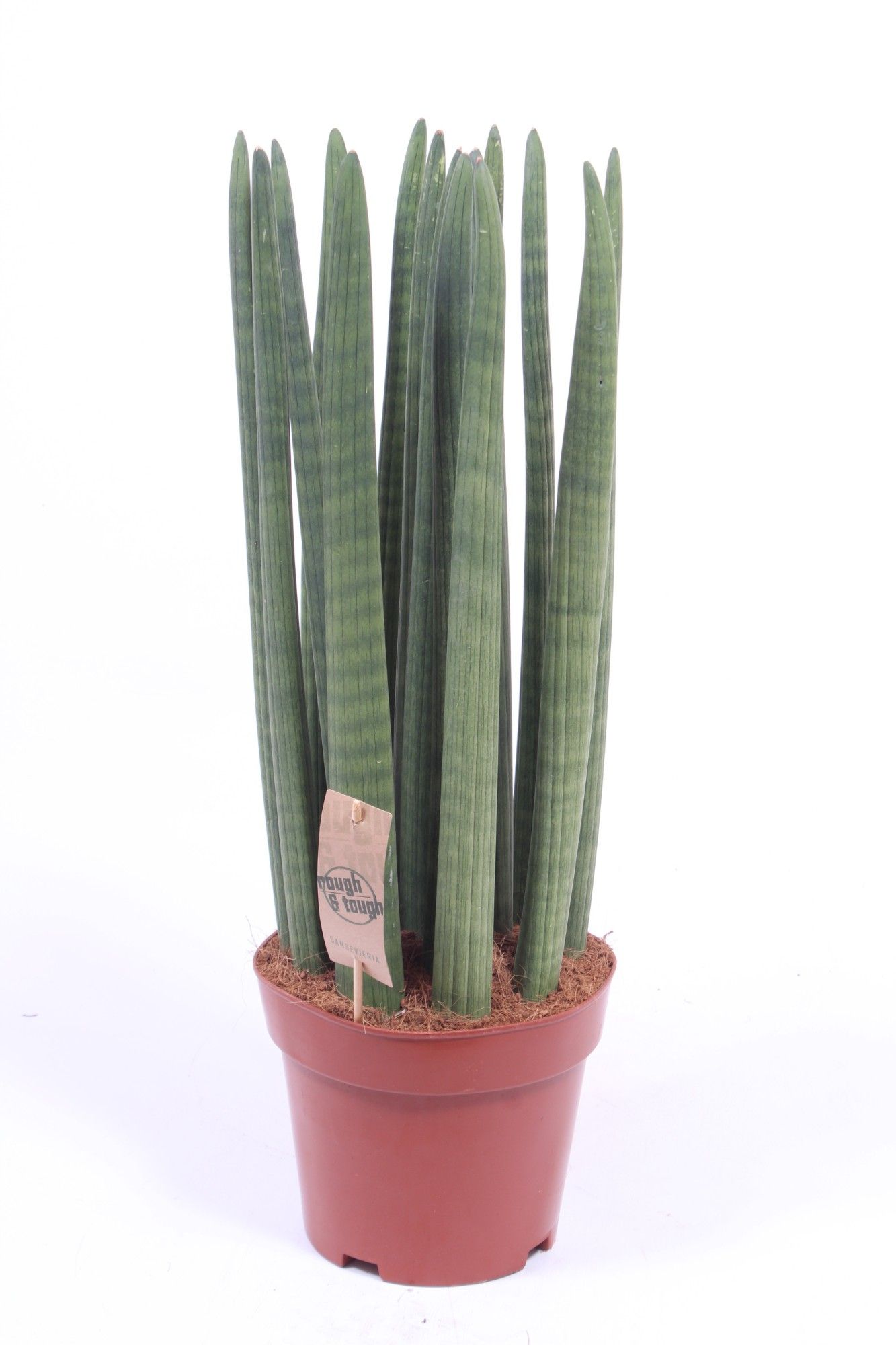 Sansevieria Straight, D 21