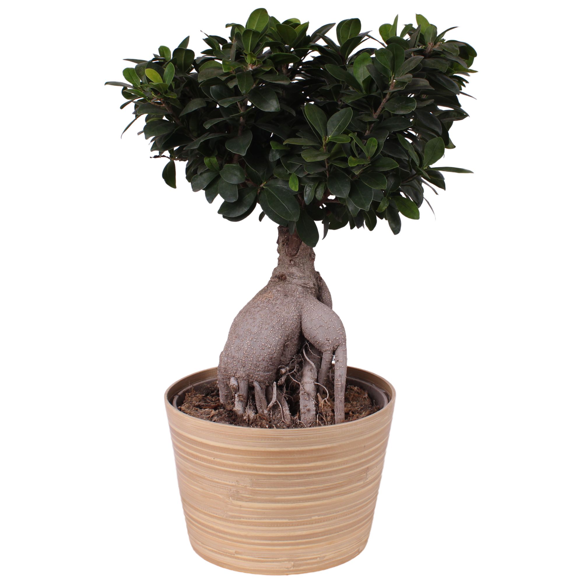 Ficus m. Ginseng Ball Shape Ø24cm in Ø25cm Wood NT465, D 25