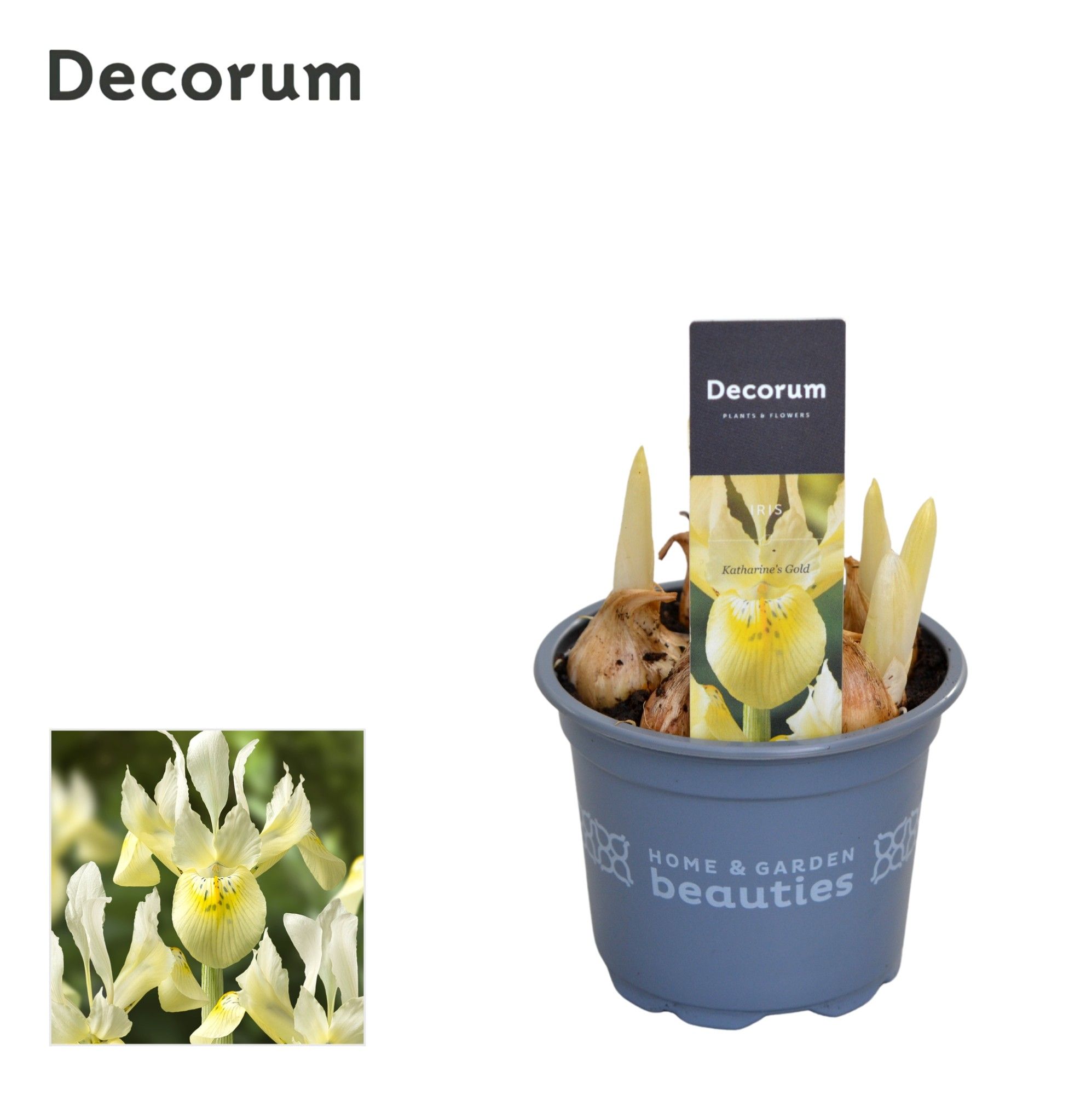 Iris Katharines Gold, D 9