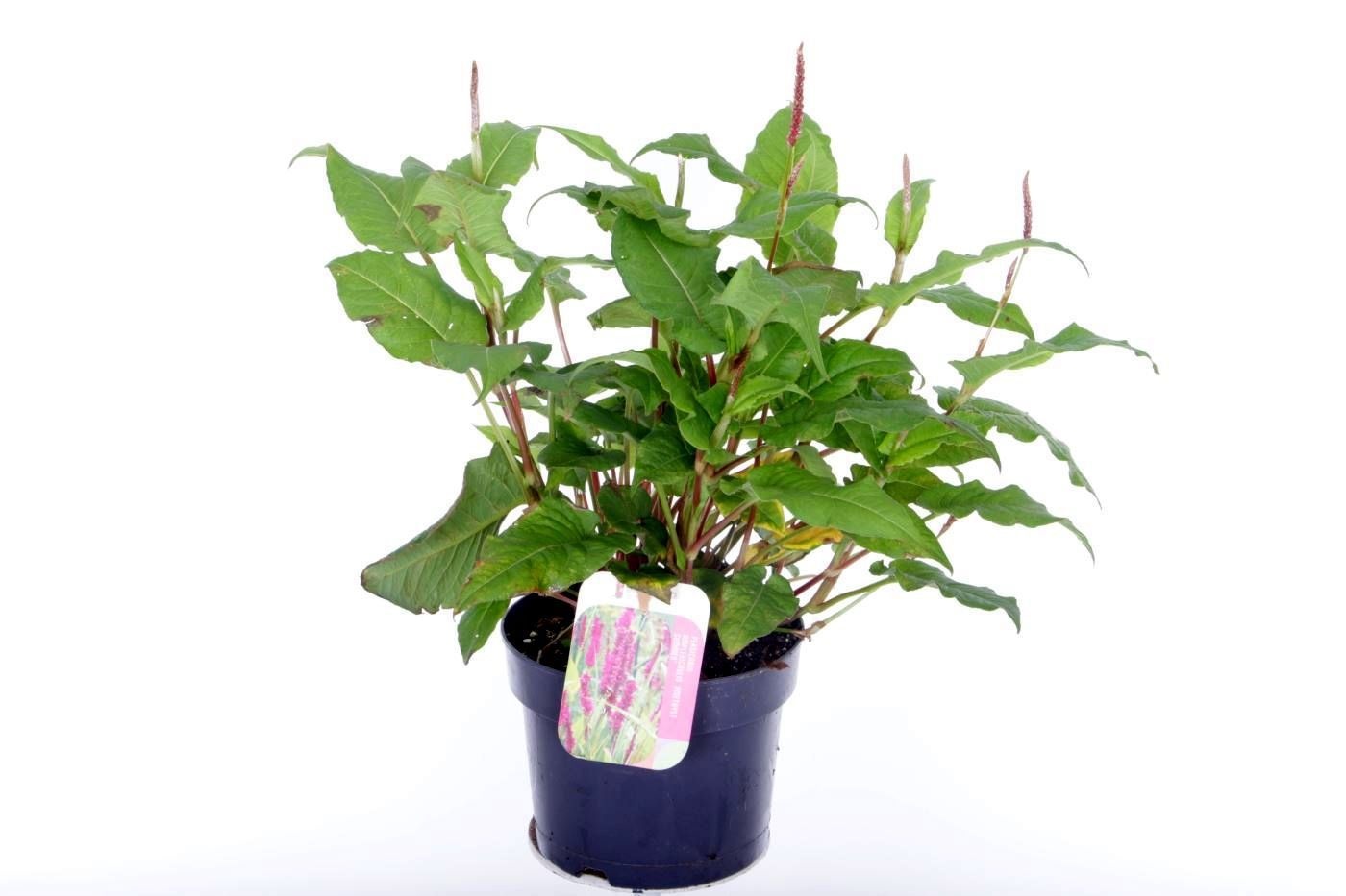 Persicaria amplexicaulis Amethyst Summer, D 17 cm
