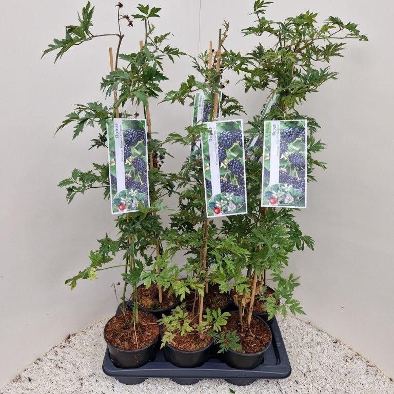 Rubus 'Thornless Evergreen' --gestokt, D 17 cm