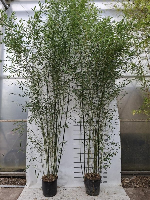 Phyllostachys bissetii, D 40
