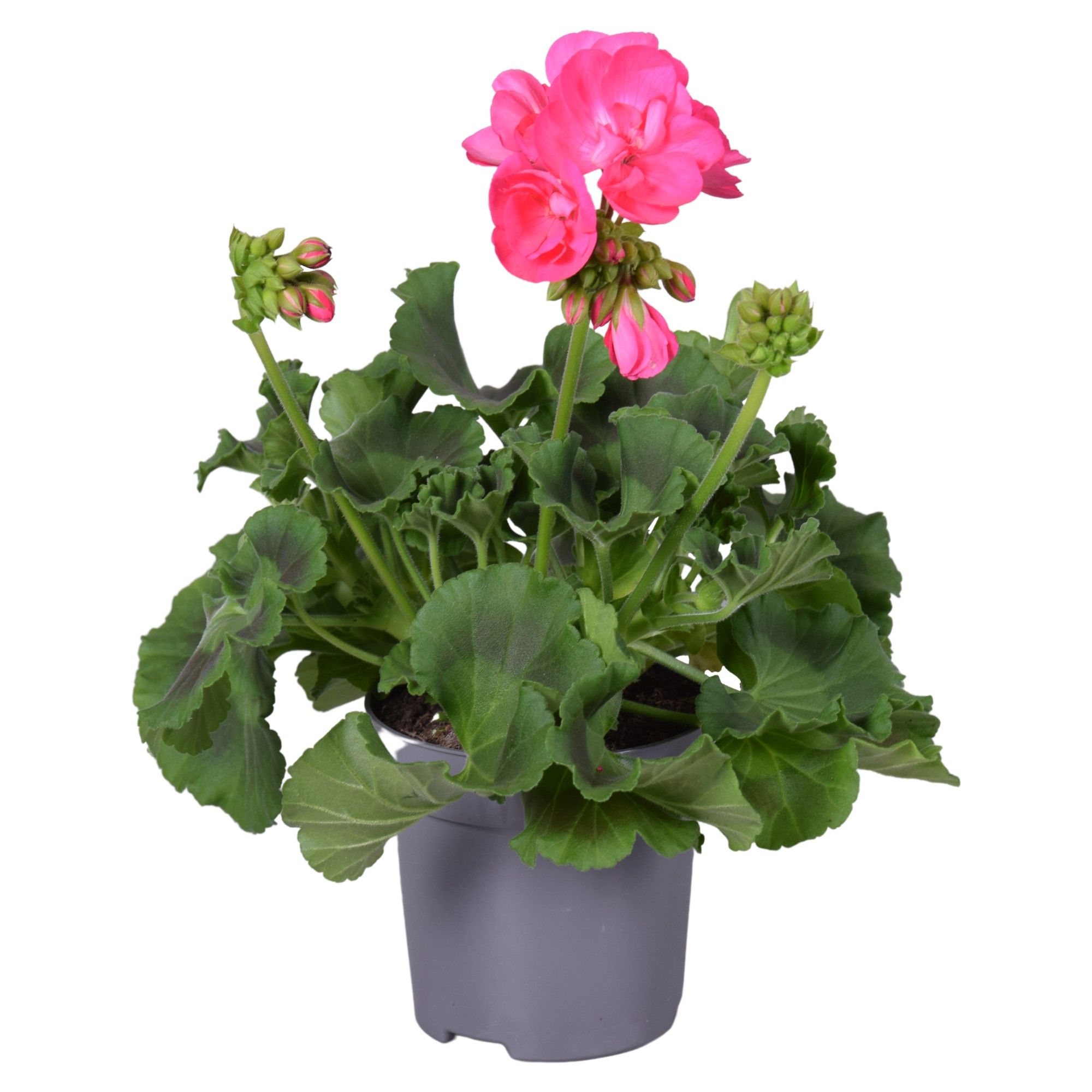 Pel. Zonale Roze, D 10,5