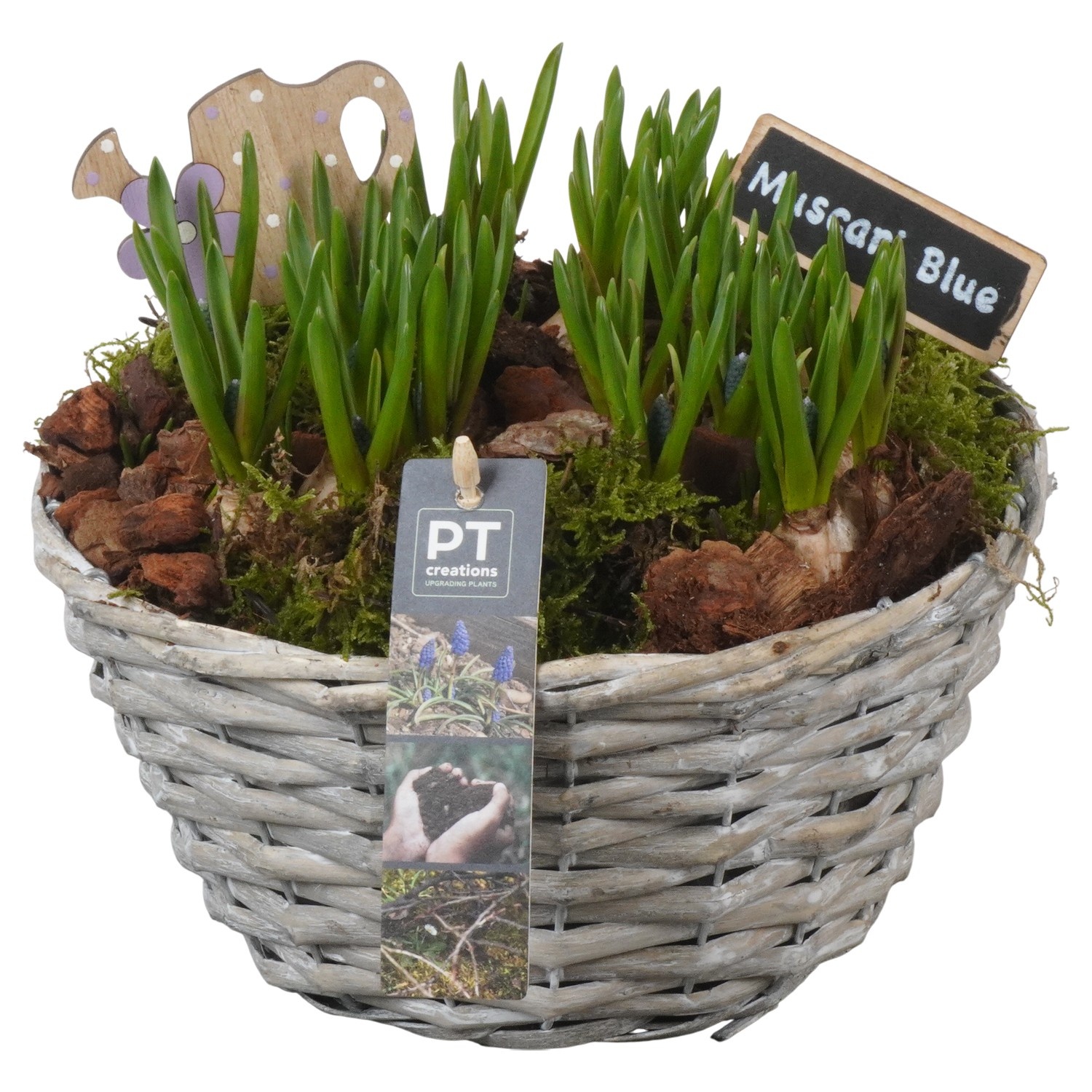 PTMB6232 Arrangement Muscari Blue in riet mand, D 24