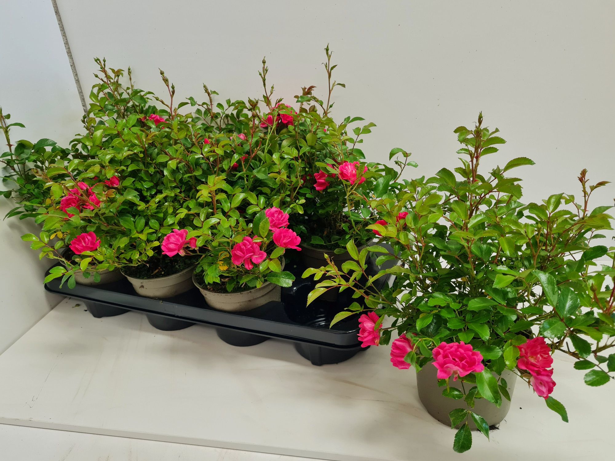 Rosa The Fairy Dark Pink, D 13