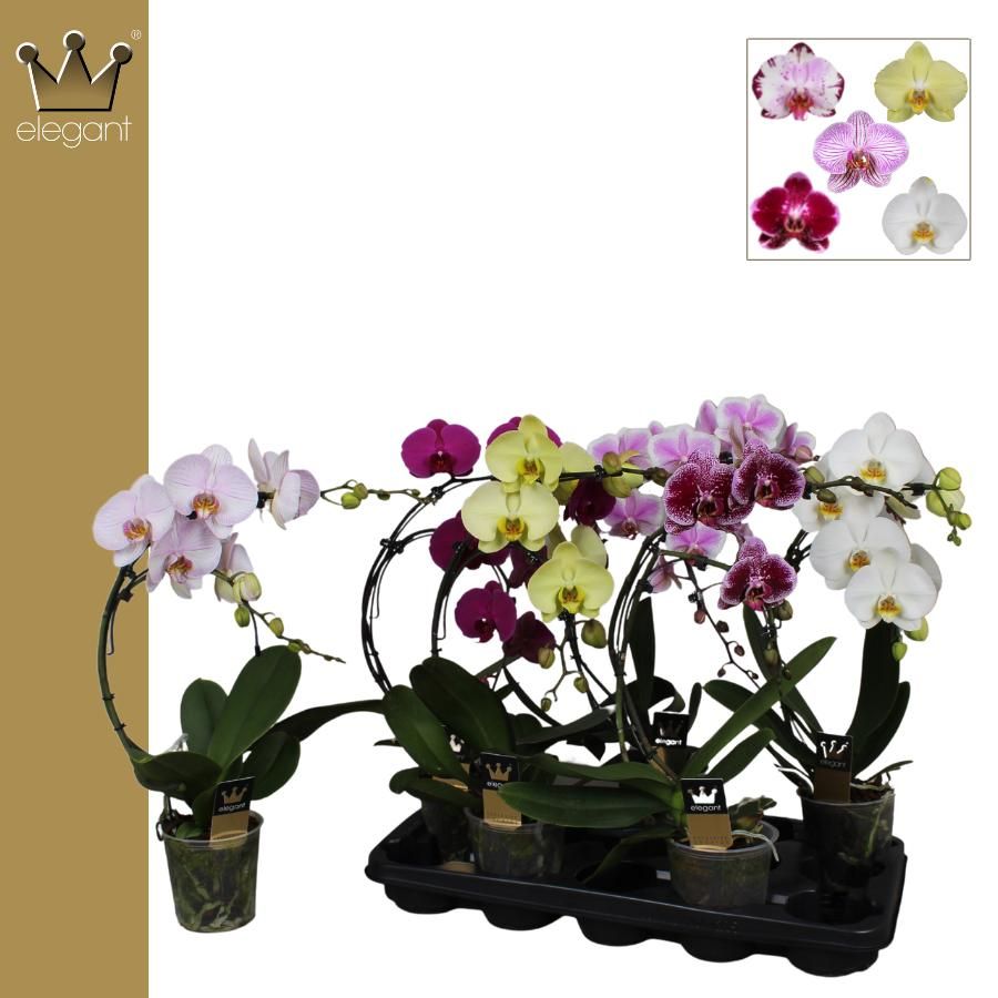 Phalaenopsis 2 tak, Boemerrang Mix, D 12 cm