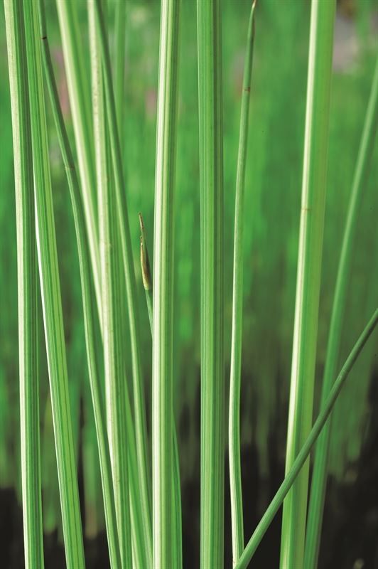 Scirpus lacustris Albescens, D 9