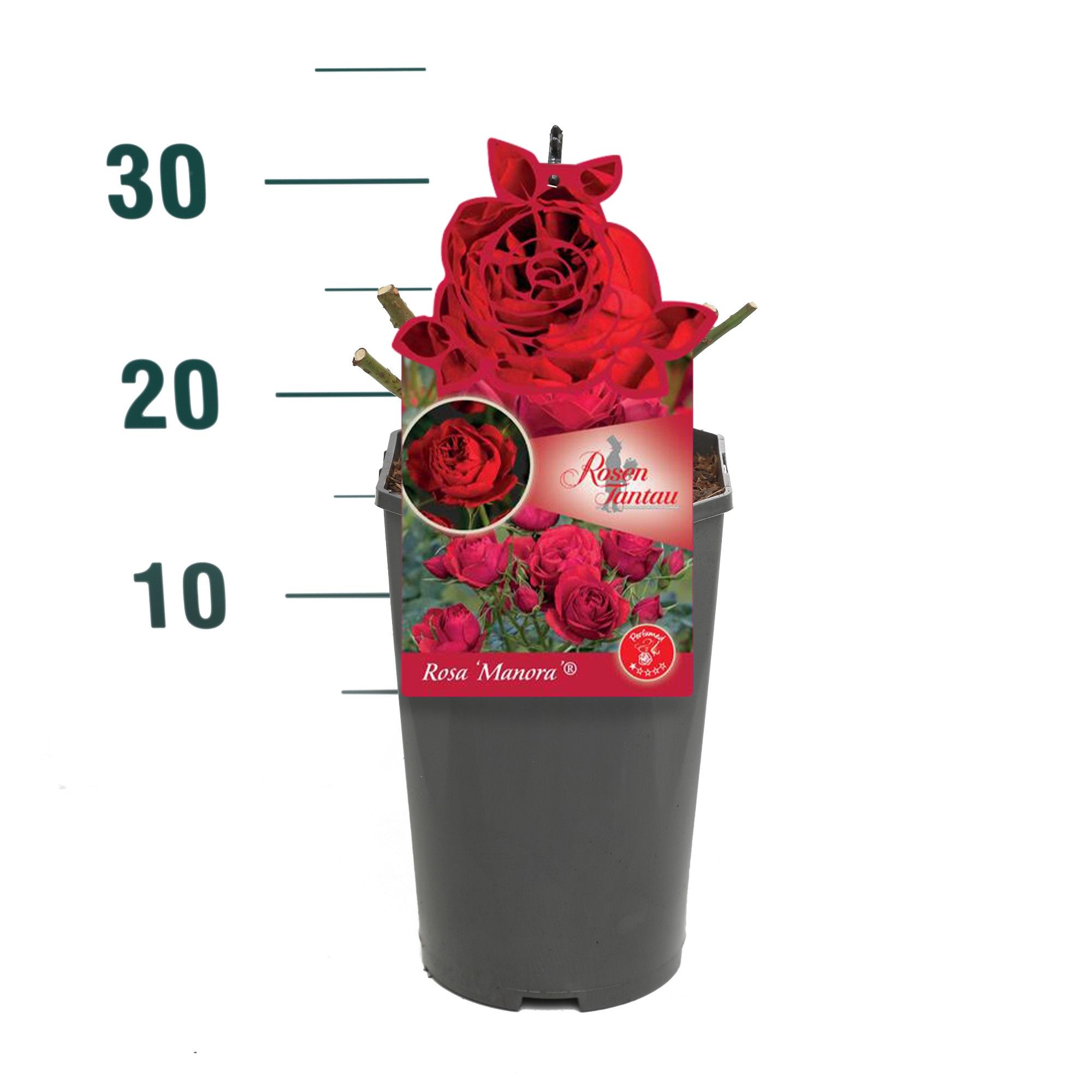Rosa 'Manora' - Struik - C3rp - Tantau Premium, D 19