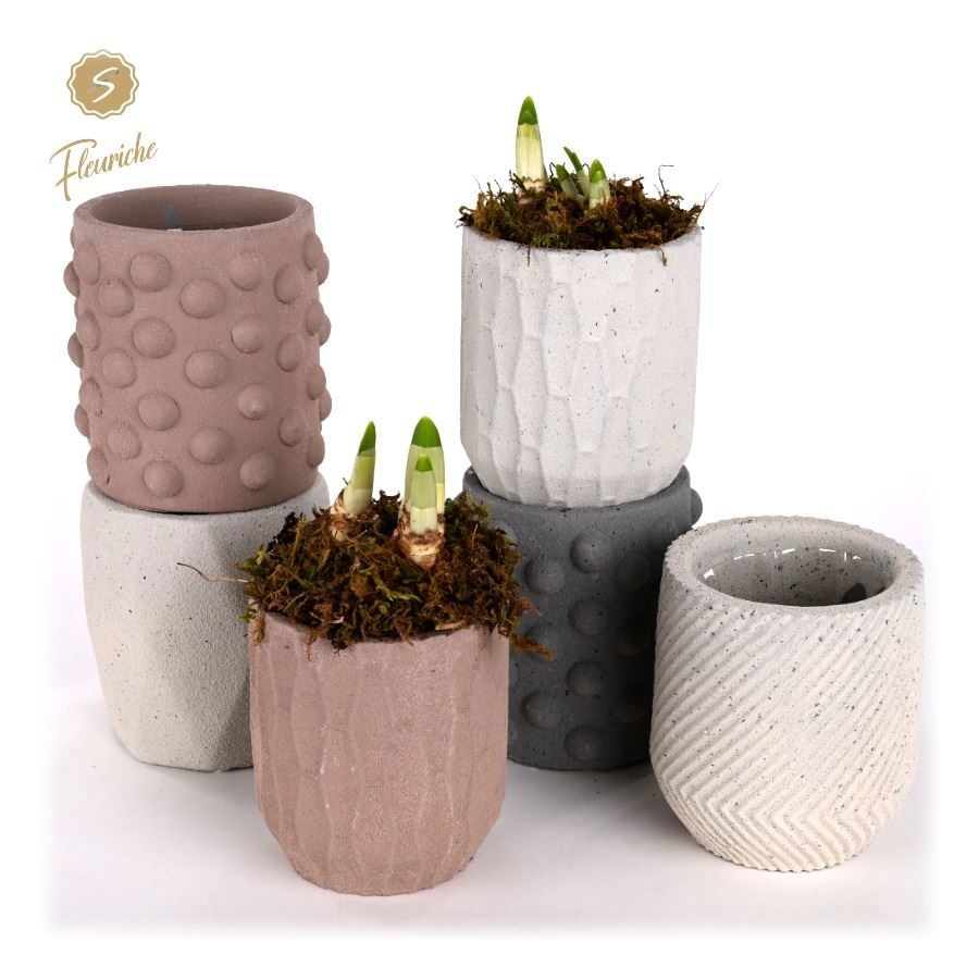 (1602) Narcissus Softly 1PP Mos, D 9 cm