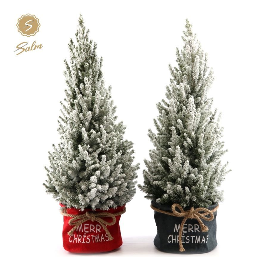 Picea gl. 'December'® P26 in Bag X-mas Duo + Snow, D 28 cm