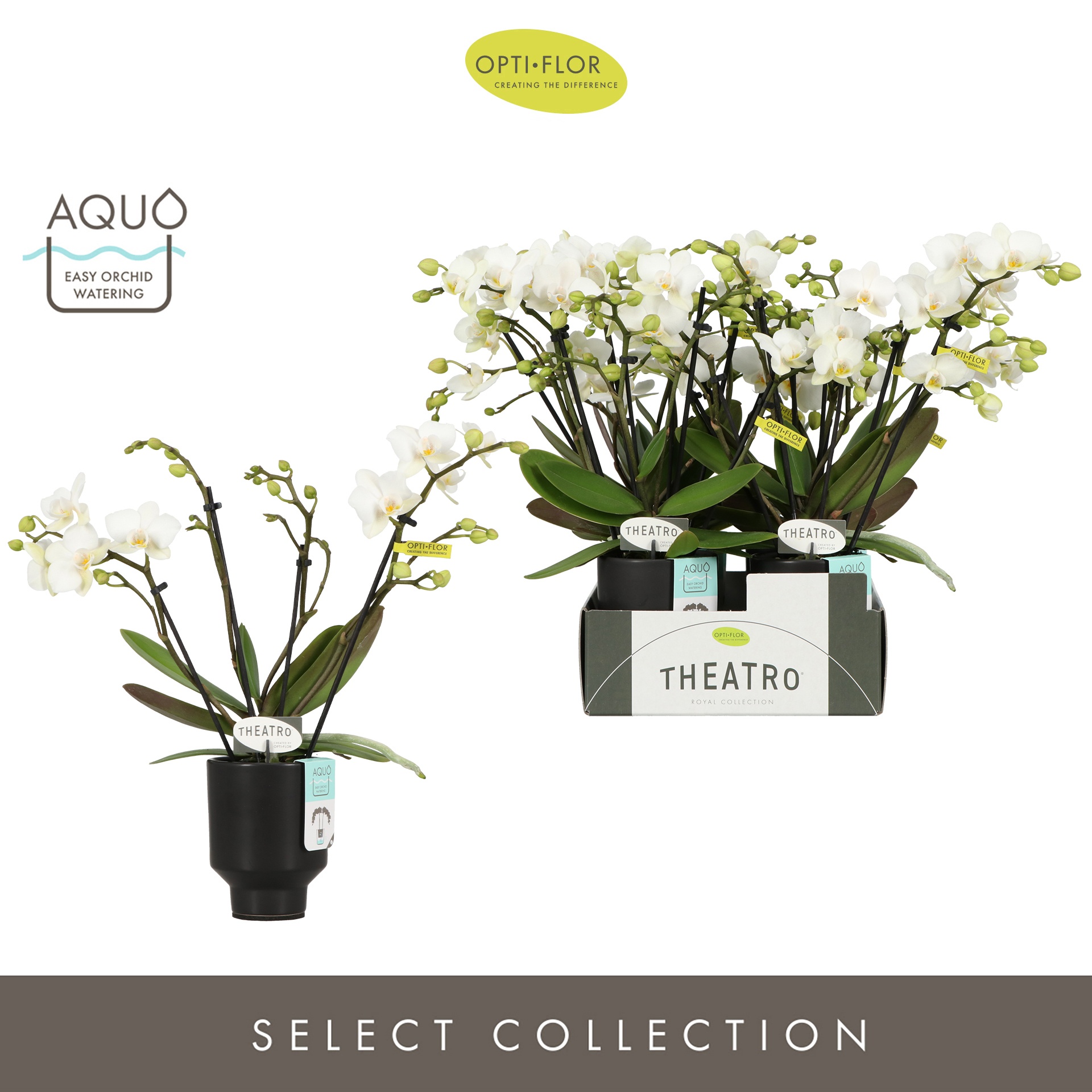 Theatro Funk 4 spike in Emilia Dark Brown Aquo, D 7