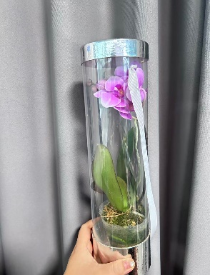 Фалаенопсис Чинесе Микс 1 п 9 40-70 9 40 (WG0765)